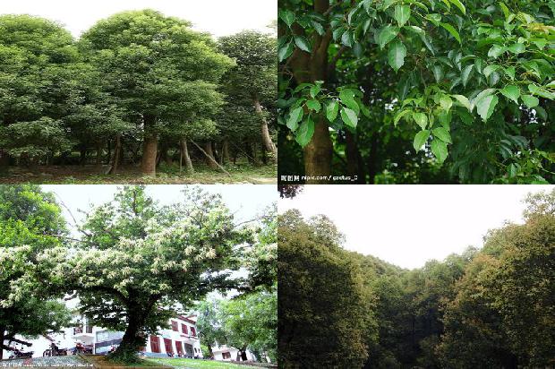 香叶树是香樟树吗1673115227688