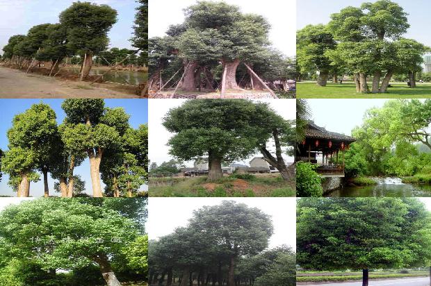 香叶树是香樟树吗1673115227694