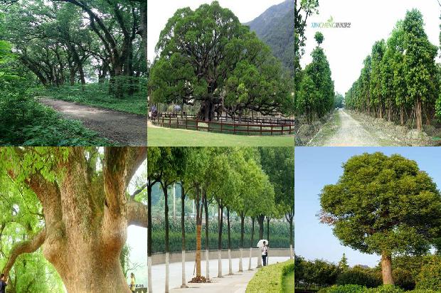 香叶树是香樟树吗1673115227700