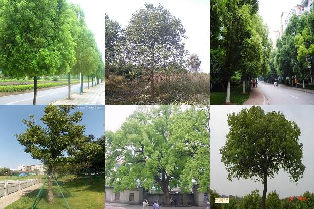 2010年香樟树价格1673115232431