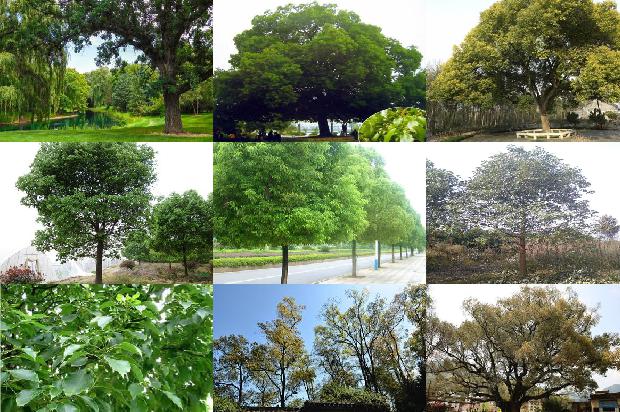 香樟树栽多深1673115237080