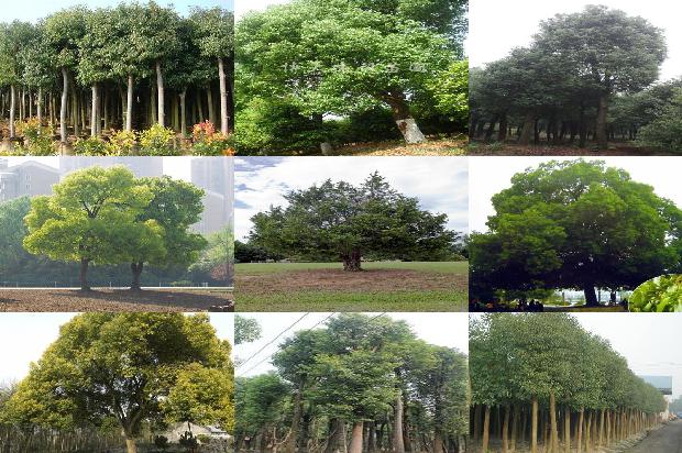 香樟树50cm价格1673115282096