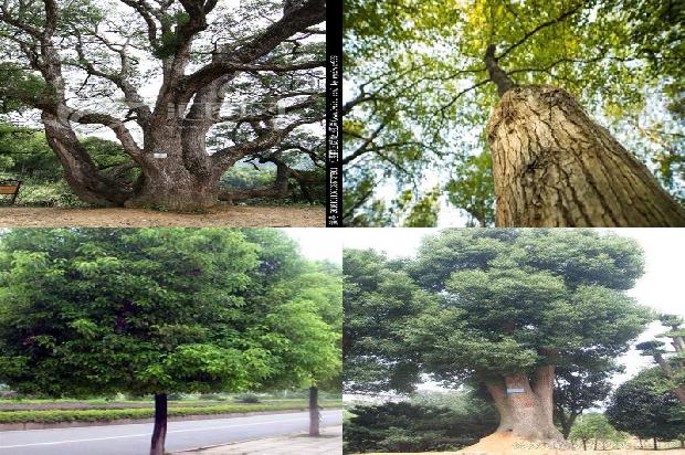 香樟树能种在院子里吗1673115303280