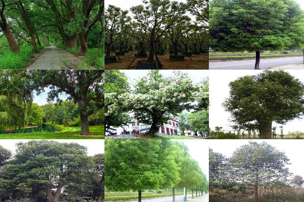 香樟树树根价格1673115318734