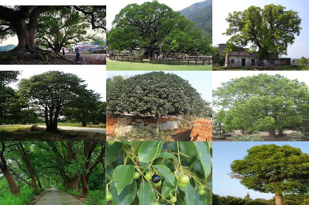 香樟树有没有毒1673115376149