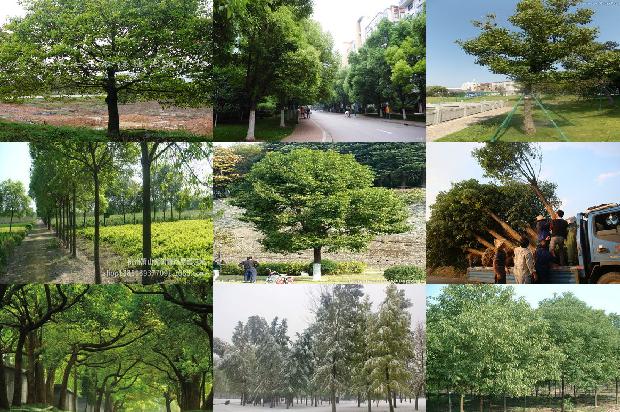 20公分香樟树市场价格1673115443507