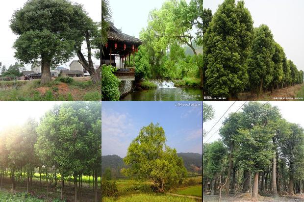 香樟树哪些地区有1673115464946