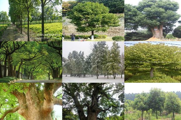香樟树一年四季1673115548807