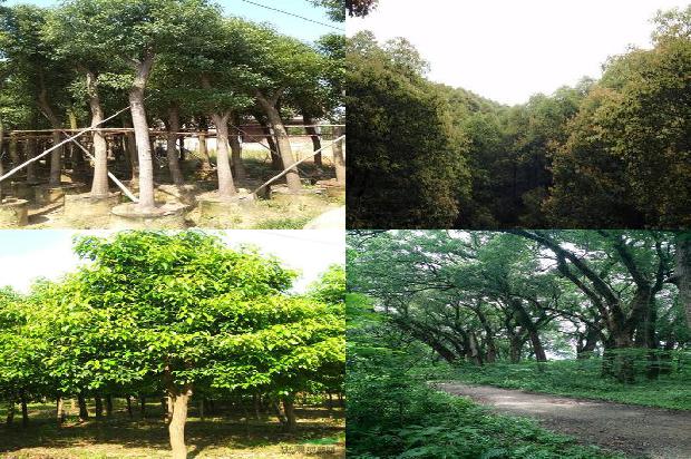 香樟树树木价格1673115765239