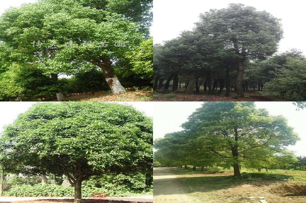 香樟树开花结果吗1673115808005