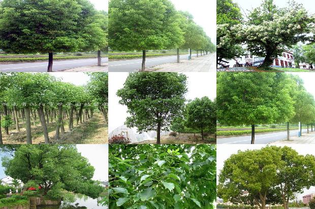 香樟树有几种1673115815852
