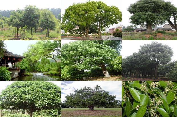 如何养护香樟树1673116100401