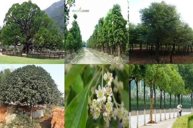 如何养护香樟树1673116100407