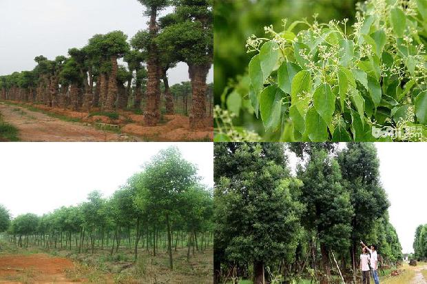 如何养护香樟树1673116100419