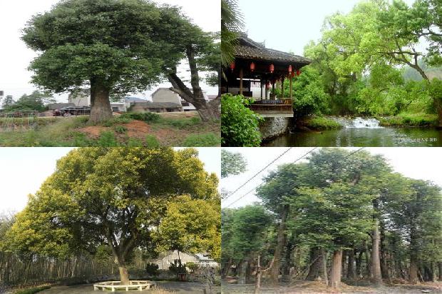 香樟树产地在什么地方1673116124003