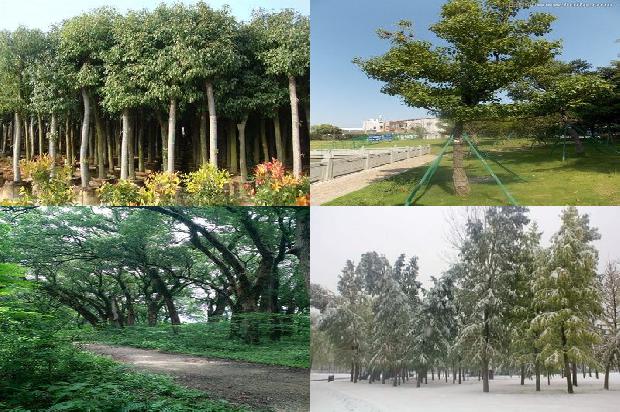 香樟树售卖1673116209207