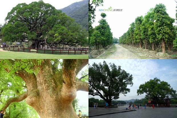 香樟树主产区1673116217798