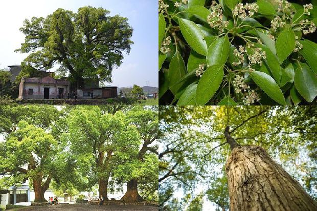 香樟树的灵芝1673224403277