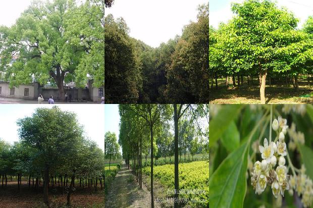 香樟树的灵芝1673224403283