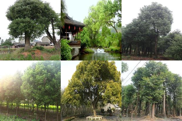 香樟树的价格1673225062284