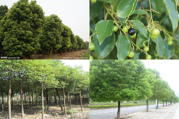 香樟树树苗价格1673225415965