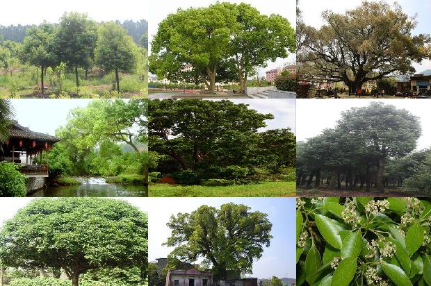 百年香樟树价值1673310237977