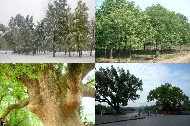 香樟树流蜜吗1673311012014