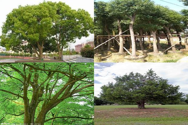 香樟树防蚊虫1673396381790