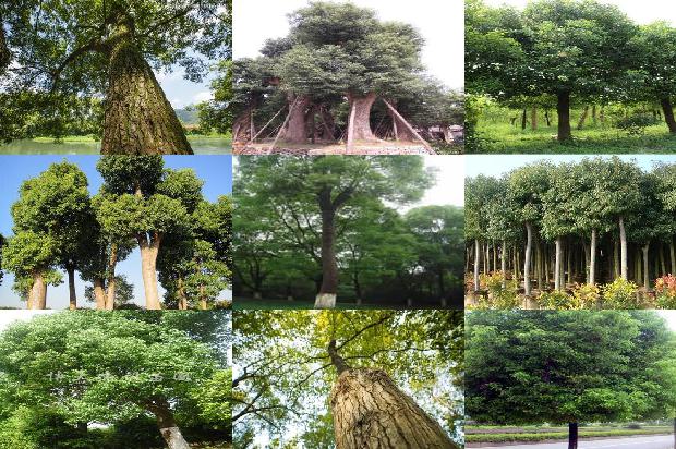 香樟树防蚊虫1673396381802