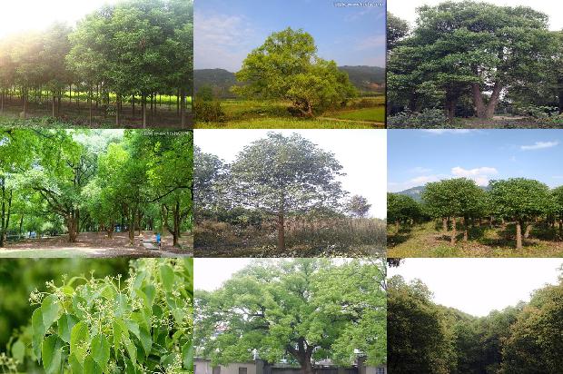 香樟树开花时间1673482556855