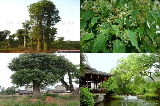 香樟树开花时间1673482556874