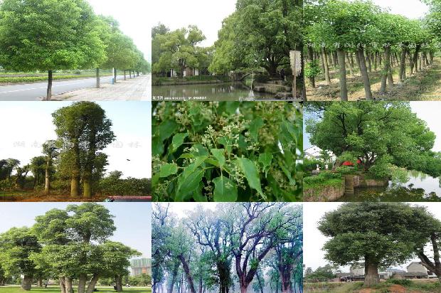 《香樟树》1673570359146