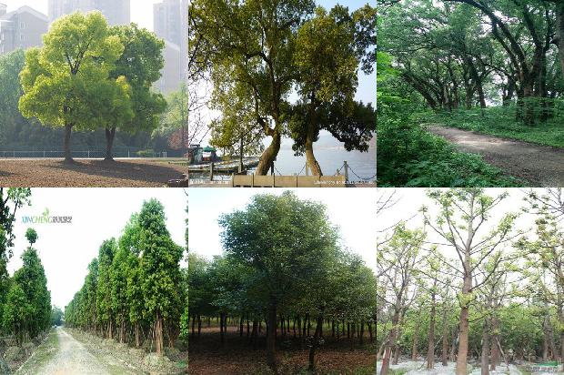 香樟树的芽1673685716604