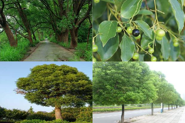 香樟树的芽1673685716610