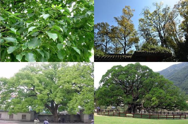 香樟树去头1673686271349