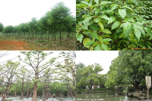 香樟树价格走势1673829472366