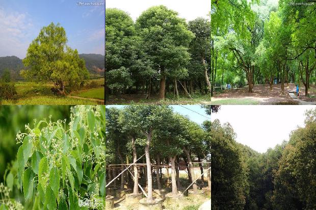 夏天种香樟树1673915391017