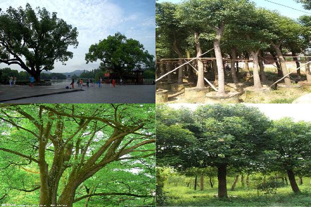 夏天种香樟树1673915391029