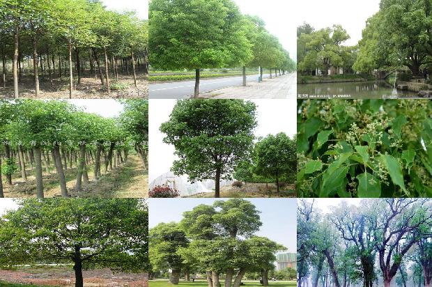 夏天种香樟树1673915391035
