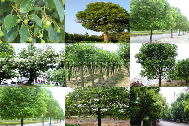 香樟树35公分1673915919904