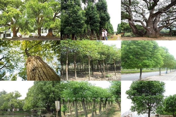 香樟树乔木1674000801712
