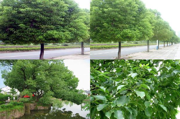 香樟树根系1674001123499