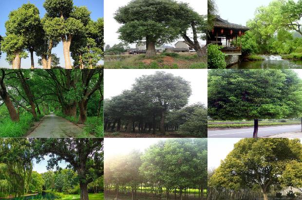 香樟树灵芝1674001185116