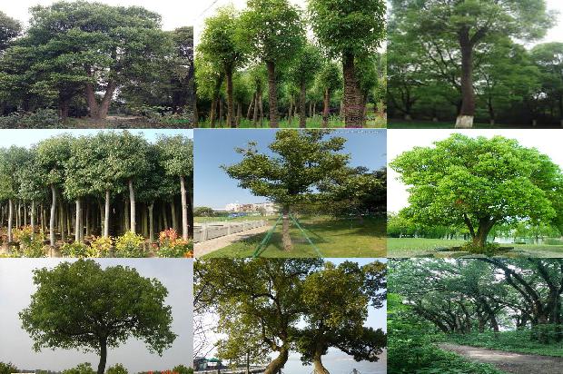 香樟树灵芝1674001185122