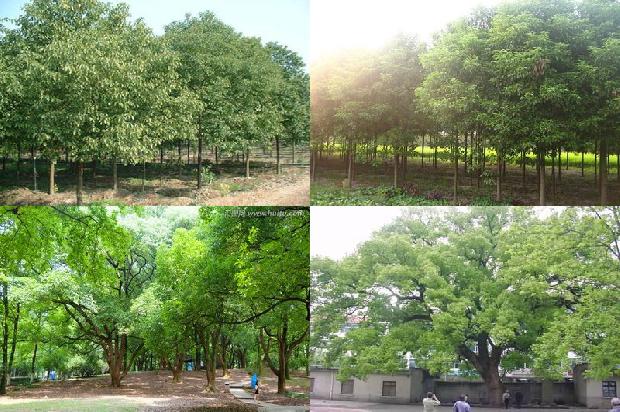 香樟树滴水1674001249240
