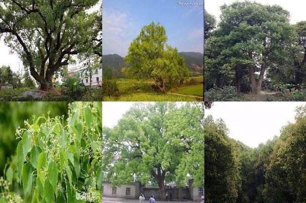香樟树滴油1674001445015