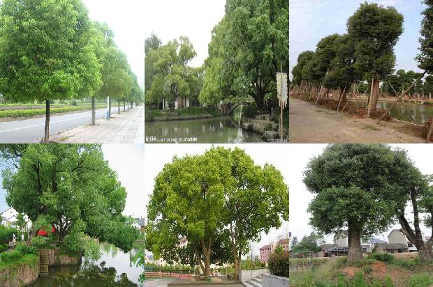 香樟树树价格1674002186589