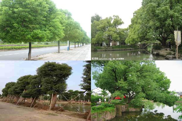 香樟树株距1674002247069