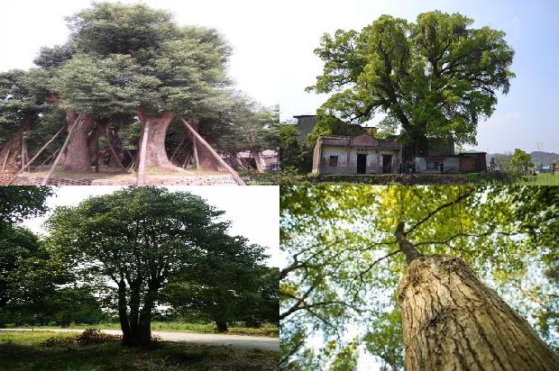 香樟树株距1674002247081