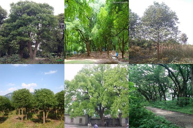 香樟树砍伐1674088037616